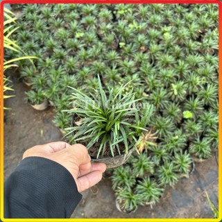 Cây Cỏ mỹ, cỏ gấy, cỏ la hán bụi mini 10cm