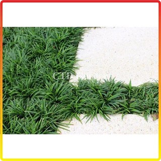 Cây Cỏ mỹ, cỏ gấy, cỏ la hán bụi mini 10cm
