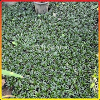 Cây Cỏ mỹ, cỏ gấy, cỏ la hán bụi mini 10cm