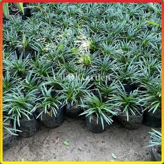 Cây Cỏ mỹ, cỏ gấy, cỏ la hán bụi mini 10cm
