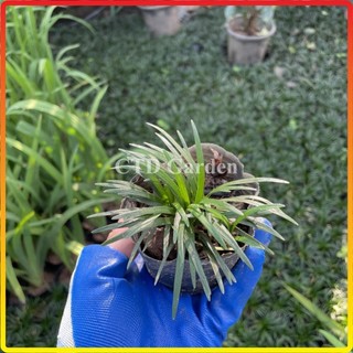 Cây Cỏ mỹ, cỏ gấy, cỏ la hán bụi mini 10cm