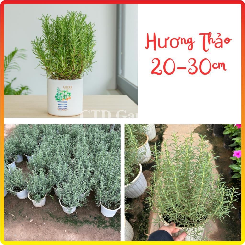 Cây hương thảo 25cm bụi cây khỏe lá thơm