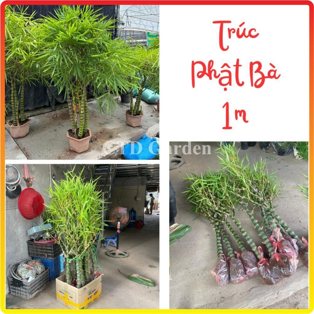 Cây trúc phật bà - 1 thân cao 1m trang trí decor sân vườn