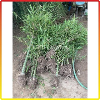 Cây trúc phật bà - 1 thân cao 1m trang trí decor sân vườn