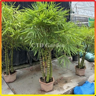 Cây trúc phật bà - 1 thân cao 1m trang trí decor sân vườn