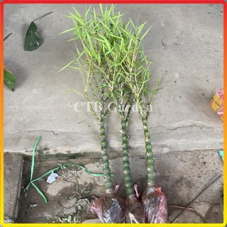 Cây trúc phật bà - 1 thân cao 1m trang trí decor sân vườn