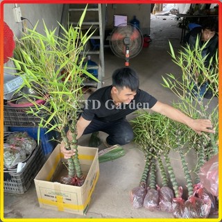 Cây trúc phật bà - 1 thân cao 1m trang trí decor sân vườn