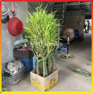 Cây trúc phật bà - 1 thân cao 1m trang trí decor sân vườn