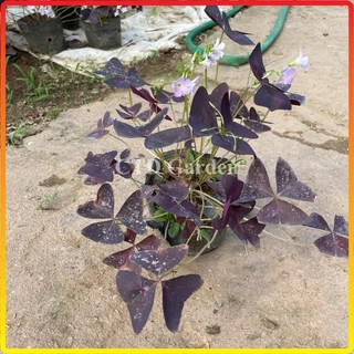 Cây hoa bướm đêm lá tím hoa nở đẹp bầu đất rễ khỏe, dễ chăm sóc (Chỉ giao miền Bắc+Bắc miền Trung)