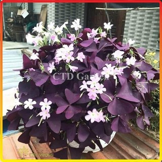 Cây hoa bướm đêm lá tím hoa nở đẹp bầu đất rễ khỏe, dễ chăm sóc (Chỉ giao miền Bắc+Bắc miền Trung)