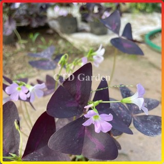 Cây hoa bướm đêm lá tím hoa nở đẹp bầu đất rễ khỏe, dễ chăm sóc (Chỉ giao miền Bắc+Bắc miền Trung)
