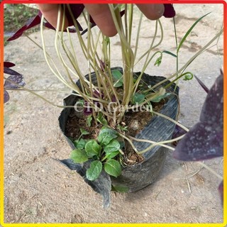 Cây hoa bướm đêm lá tím hoa nở đẹp bầu đất rễ khỏe, dễ chăm sóc (Chỉ giao miền Bắc+Bắc miền Trung)