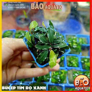 Bucep- Cây Thủy Sinh Dán Giá Thể