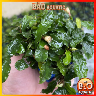 Bucep- Cây Thủy Sinh Dán Giá Thể