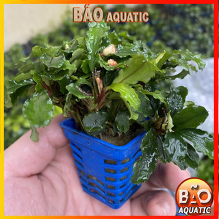 Bucep- Cây Thủy Sinh Dán Giá Thể