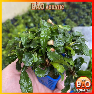 Bucep- Cây Thủy Sinh Dán Giá Thể