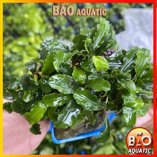 Bucep- Cây Thủy Sinh Dán Giá Thể