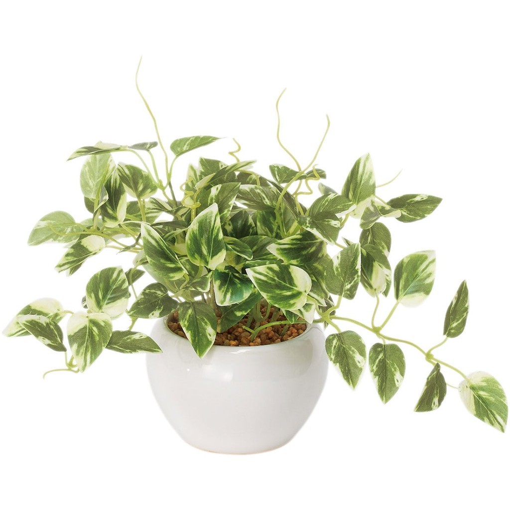 NITORI Chậu Cây Trầu Bà