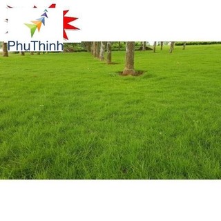 100 - HẠT GIỐNG CỎ NHUNG NHẬT