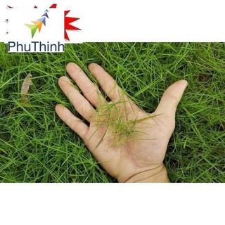 100 - HẠT GIỐNG CỎ NHUNG NHẬT