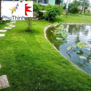 100 - HẠT GIỐNG CỎ NHUNG NHẬT