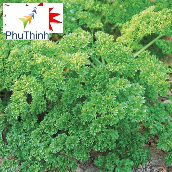 Hạt giống Ngò Tây (Rau Mùi Xoăn) (1g)