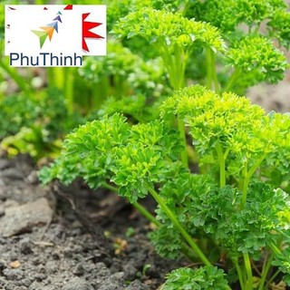Hạt giống Ngò Tây (Rau Mùi Xoăn) (1g)