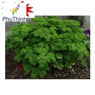 Hạt giống Ngò Tây (Rau Mùi Xoăn) (1g)