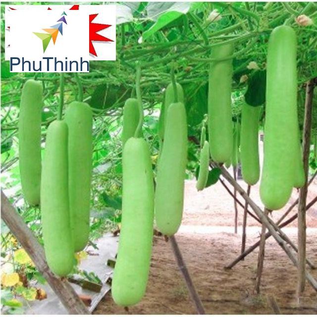 Hạt giống Bầu SAO Lai (5 hạt) hạt chất lượng