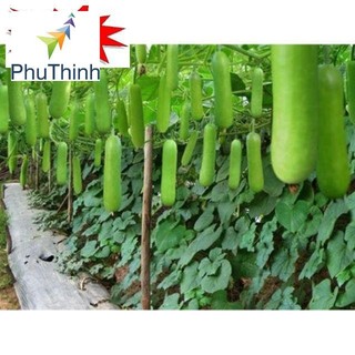 Hạt giống Bầu SAO Lai (5 hạt) hạt chất lượng