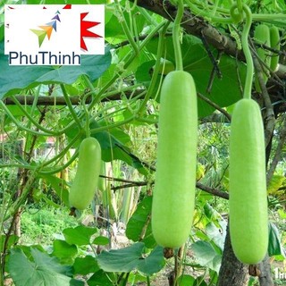 Hạt giống Bầu SAO Lai (5 hạt) hạt chất lượng
