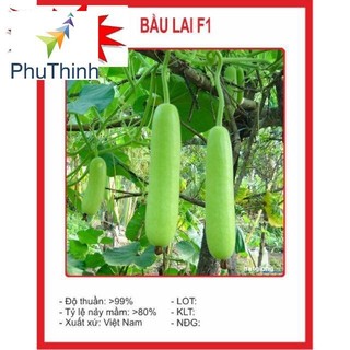 Hạt giống Bầu SAO Lai (5 hạt) hạt chất lượng