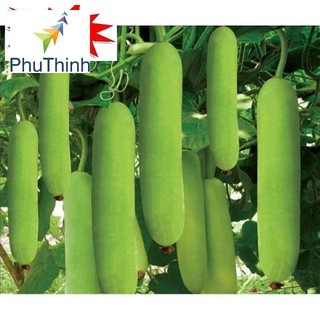 Hạt giống Bầu SAO Lai (5 hạt) hạt chất lượng