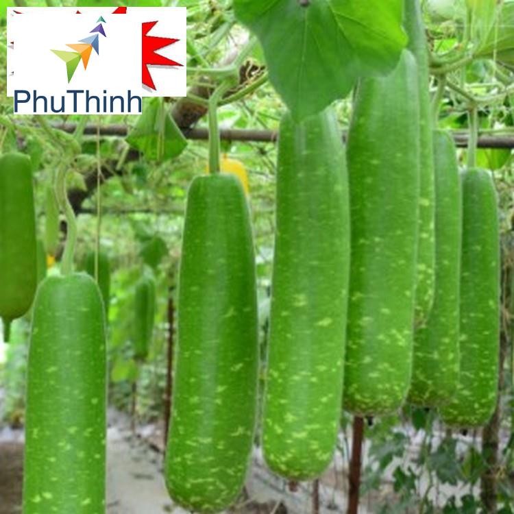 Hạt giống Bầu sao F1 (5 hạt)