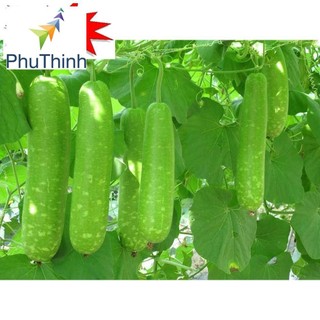 Hạt giống Bầu sao F1 (5 hạt)