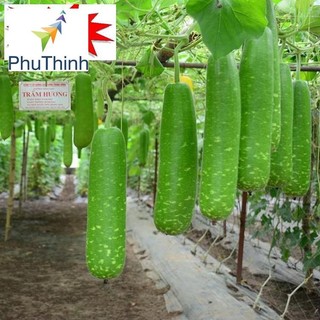Hạt giống Bầu sao F1 (5 hạt)