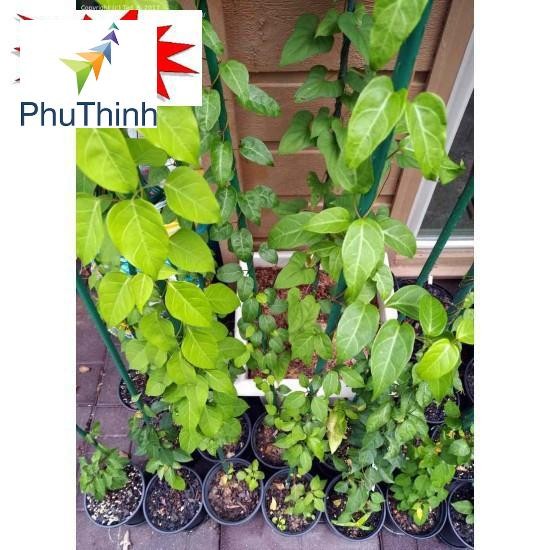 10H - HẠT GIỐNG LÁ GIANG