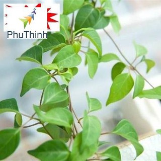 10H - HẠT GIỐNG LÁ GIANG