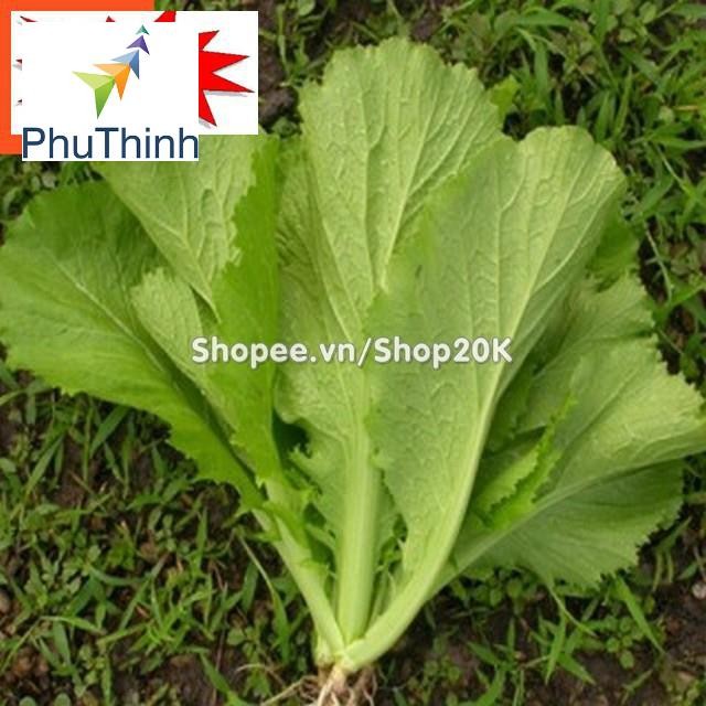 Giống Cải Bẹ Xanh mỡ