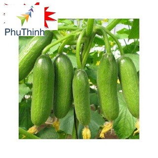 Hạt giống Dưa Bao Tử 10 Hạt