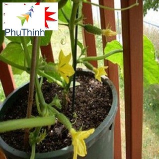 Hạt giống Dưa Bao Tử 10 Hạt