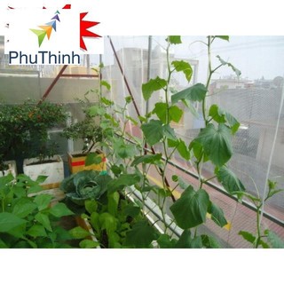 Hạt giống Dưa Bao Tử 10 Hạt