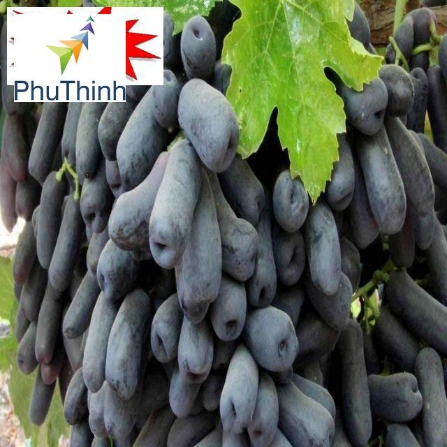 Hạt giống nho ngón tay 10 hạt