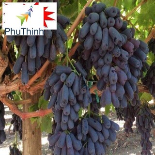 Hạt giống nho ngón tay 10 hạt