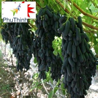 Hạt giống nho ngón tay 10 hạt