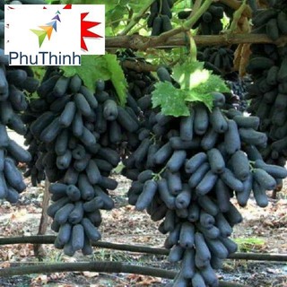 Hạt giống nho ngón tay 10 hạt