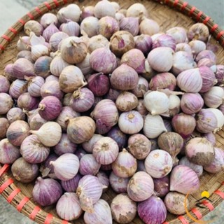 1kg Tỏi cô đơn. Đặc sản tỏi cô đơn, tỏi 1 nhánh