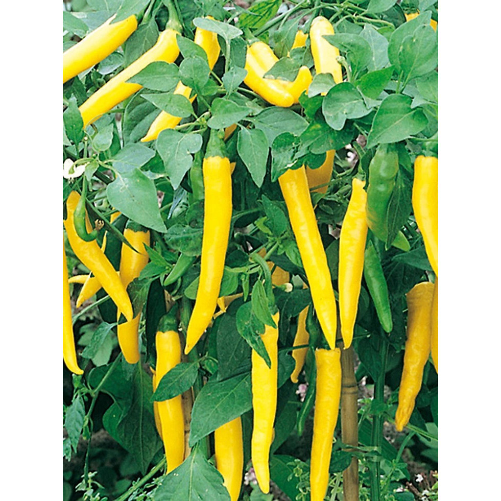 Hạt Giống Ớt Tổng Hợp , Ớt Hiểm Xanh, Ớt Chỉ Thiên, Ớt Sừng Vàng  - h2t farm