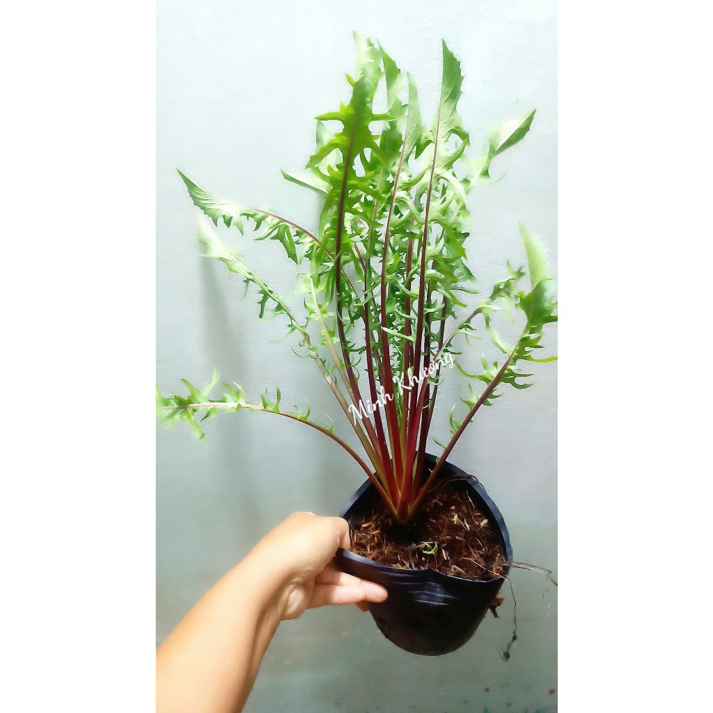 Chậu bồ công anh tím,cắt tỉa lá dùng dần-Bối Bối Farm