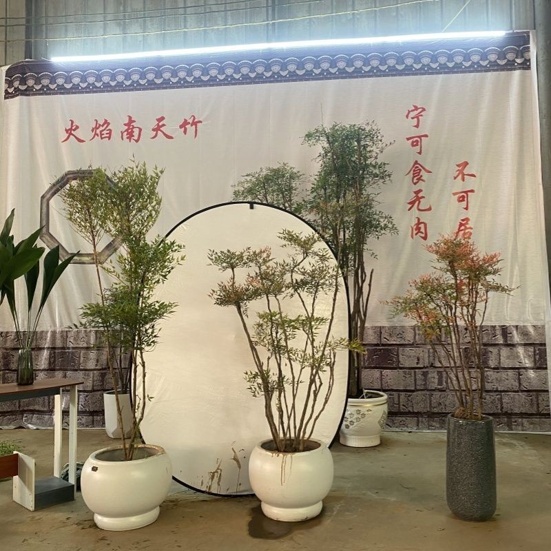 Cây xanh Nandina trồng thủy canh trong nhà, cây xanh trong phòng khách, cây xanh trong chậu ban công